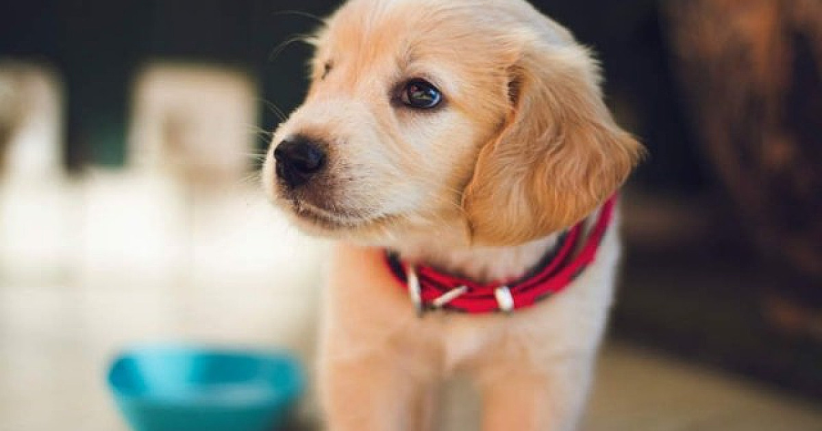 ‘Black Friday dos pets’ começa nesta segunda-feira (24)