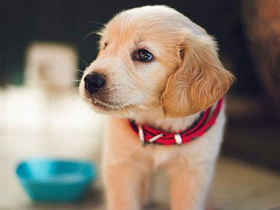 ‘Black Friday dos pets’ começa nesta segunda-feira (24)