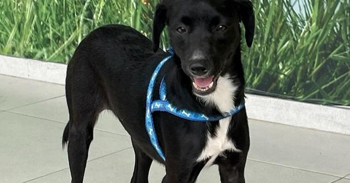 Anjos dos Bichos realiza feira de adoção de animais neste sábado (18)