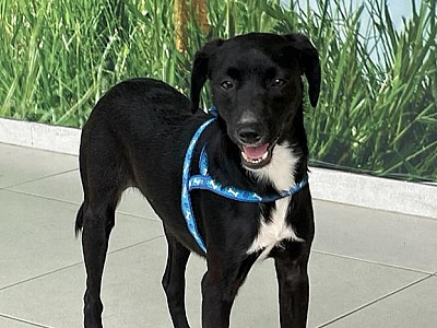 Anjos dos Bichos realiza feira de adoção de animais neste sábado (18)