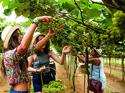 7 passeios em São Roque para aproveitar as férias de verão