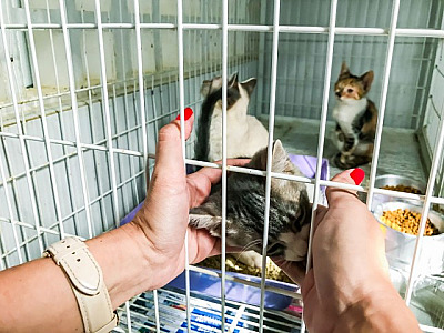 Em Barueri, 61 animais são resgatados em média por mês no município