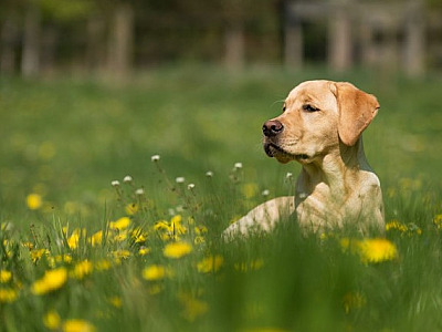 5 destinos nacionais para viajar com pets