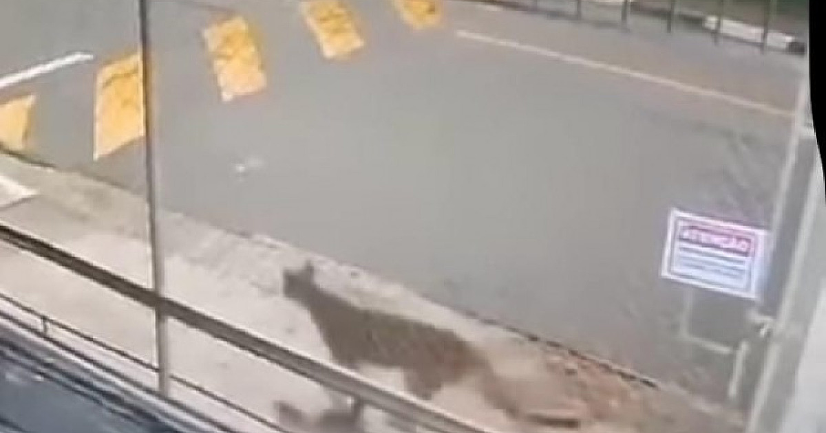 Aparição de onça perto de colégio em Santana de Parnaíba aconteceu há um mês, diz prefeitura