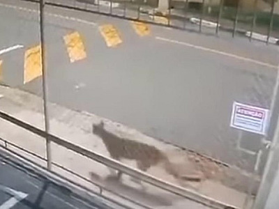 Aparição de onça perto de colégio em Santana de Parnaíba aconteceu há um mês, diz prefeitura