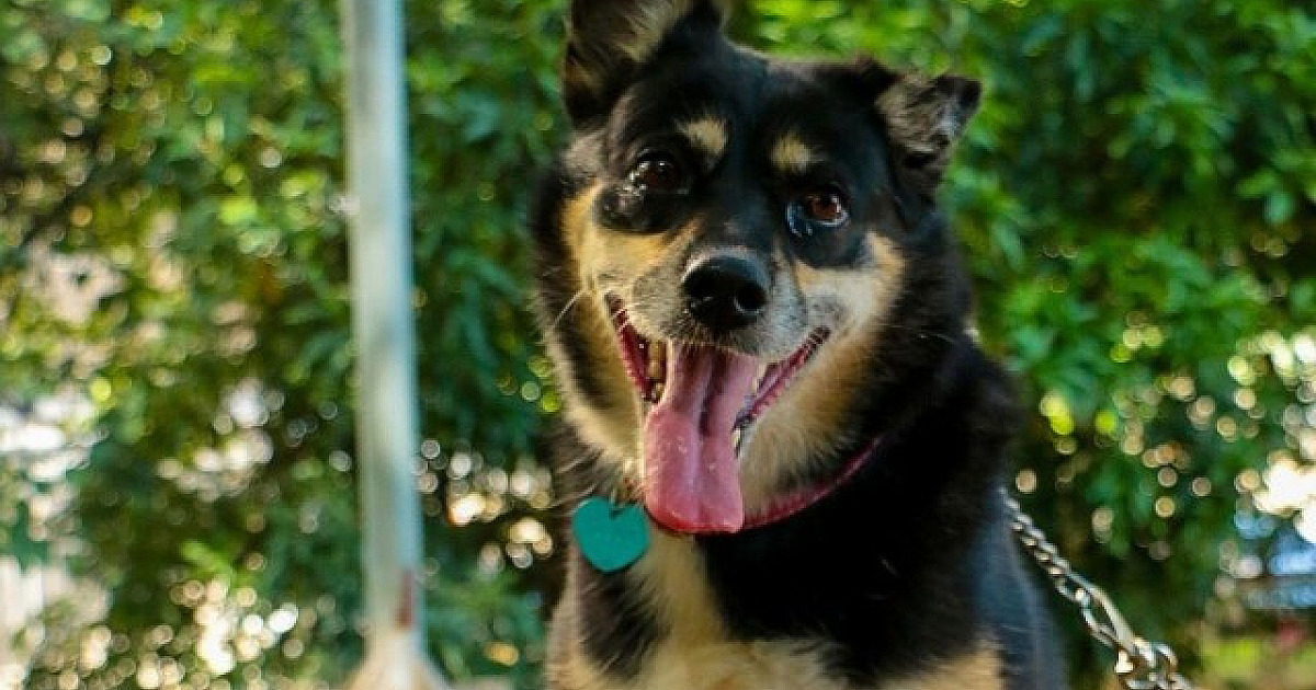 Feiras de adoção de pets acontecem neste fim de semana em Alphaville