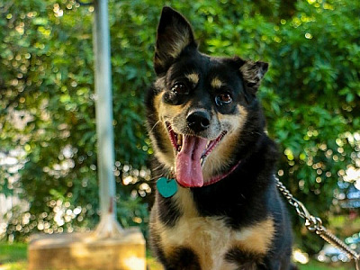 Feiras de adoção de pets acontecem neste fim de semana em Alphaville