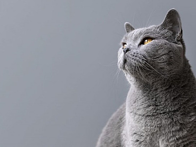 Santana de Parnaíba realiza campanha de vacinação antirrábica no dia 6 de dezembro