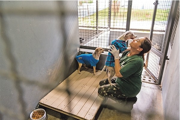 Região tem cerca de 60 denúncias por mês sobre maus-tratos a animais