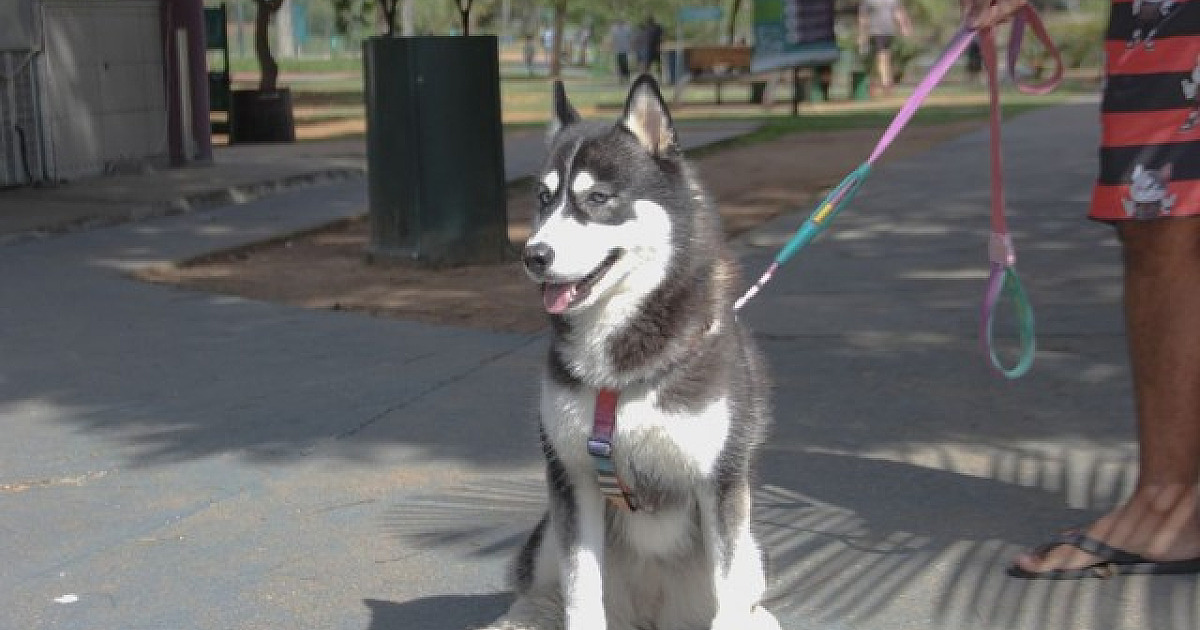 Barueri abre agendamento para castração de pets na quarta-feira (8)
