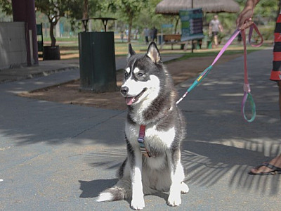 Barueri abre agendamento para castração de pets na quarta-feira (8)