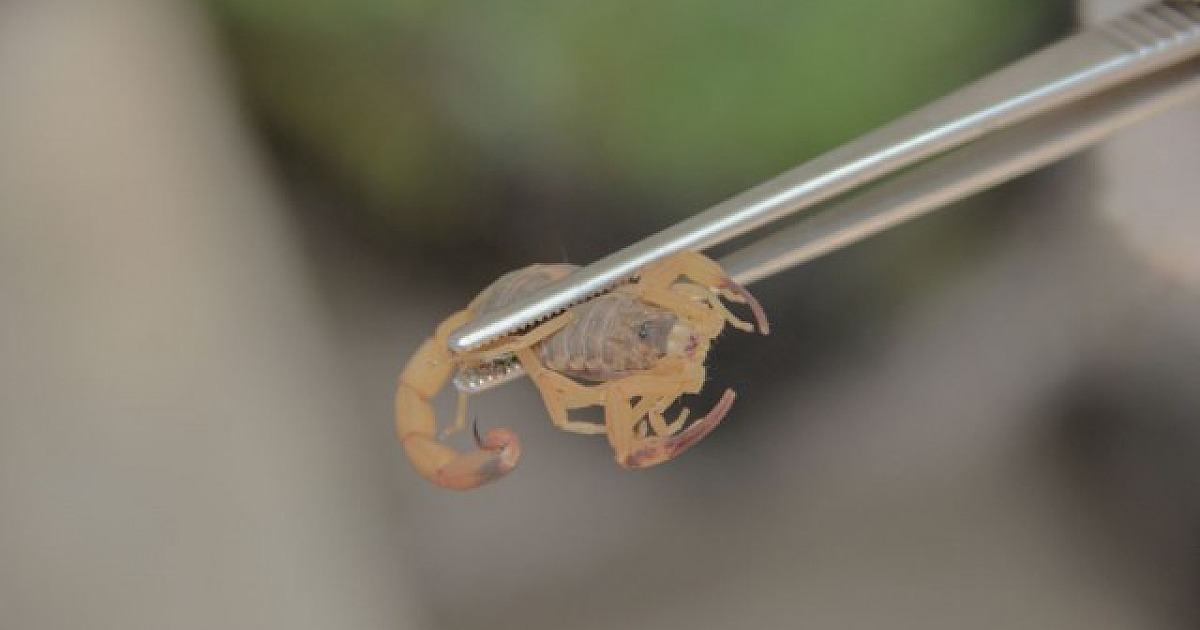 Em 2022, cinco escorpiões foram encontrados em Alphaville