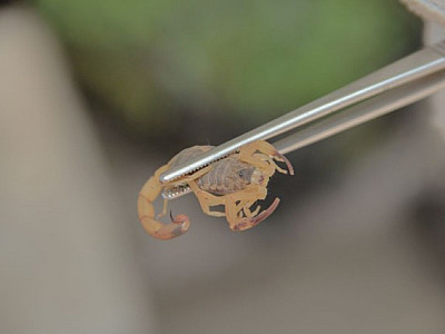 Em 2022, cinco escorpiões foram encontrados em Alphaville