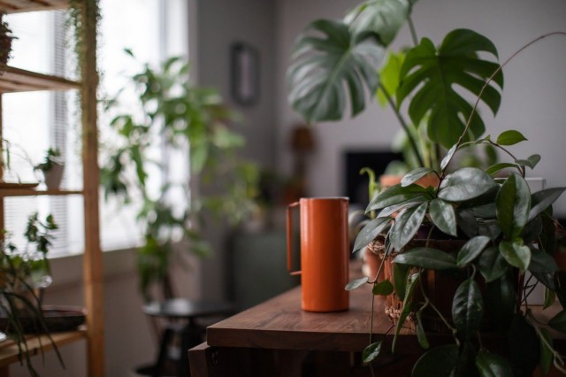 Plantas em casa melhoram a saúde física e mental
