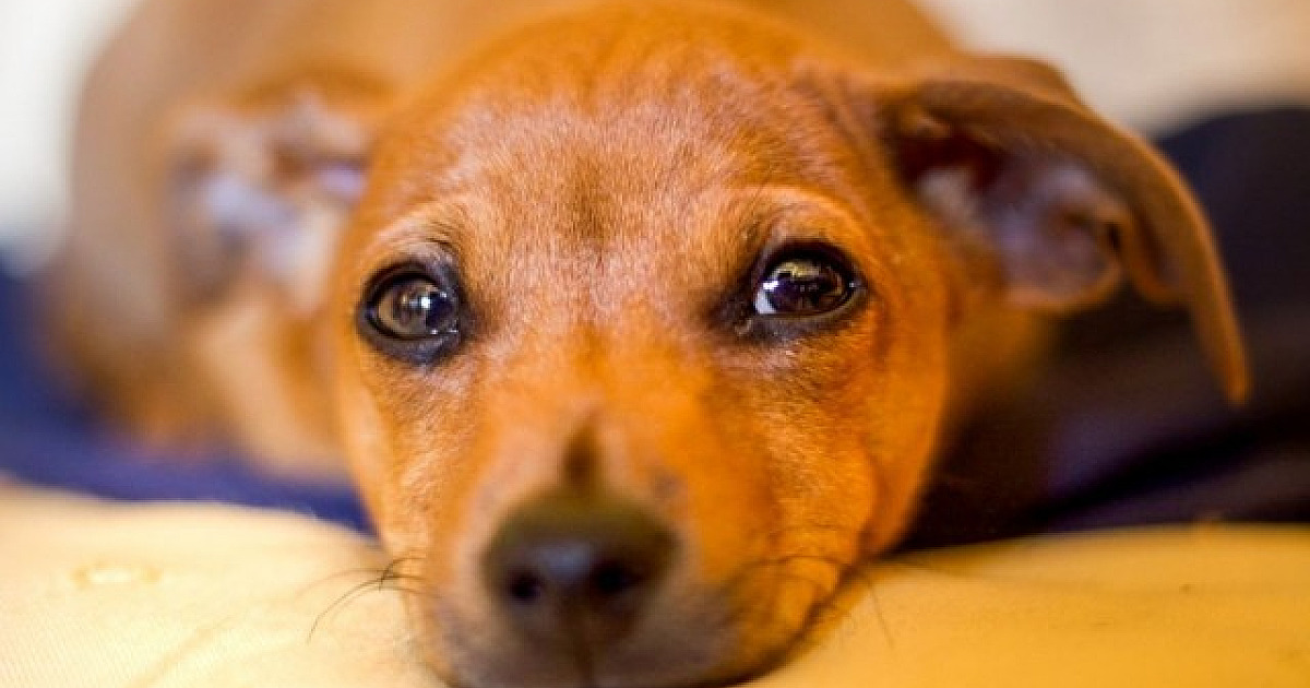 Alphaville sediará feiras de adoção de animais neste fim de semana