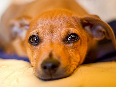 Alphaville sediará feiras de adoção de animais neste fim de semana