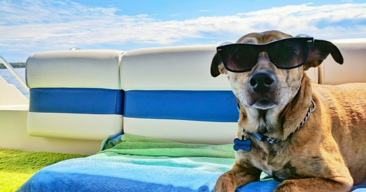 Viajar com os pets: confira dicas essenciais para garantir segurança e conforto