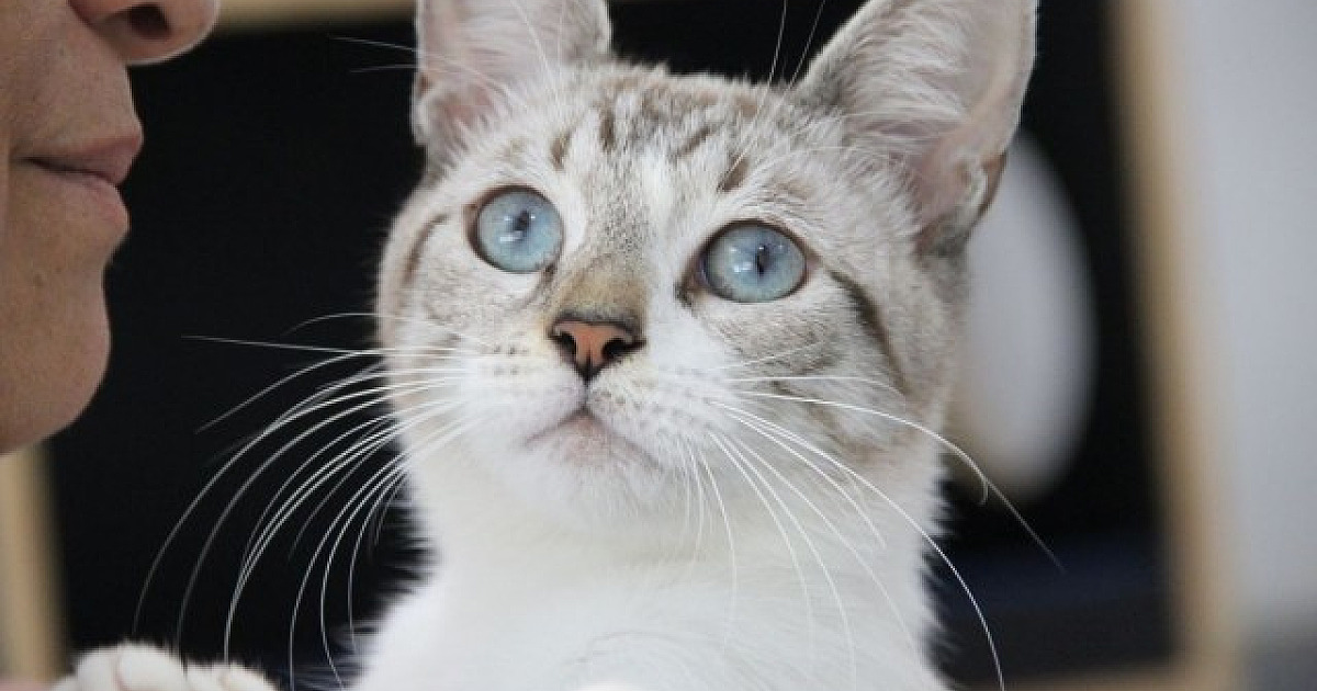 OAB Barueri faz campanha Ração Solidária