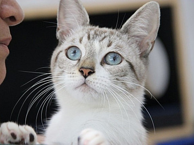 OAB Barueri faz campanha Ração Solidária