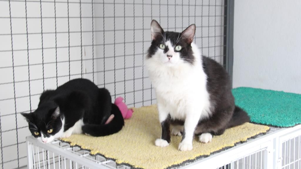 A partir do dia 14, pets em Barueri serão adotados por WhatsApp