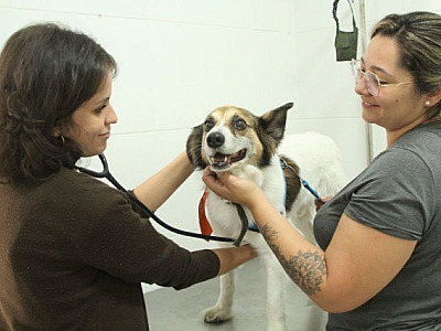 Barueri abre agendamento para castração de pets na quarta-feira (27)
