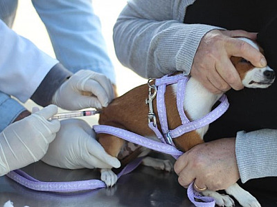 Barueri inicia agendamento para vacinação contra raiva nesta quinta-feira (2)