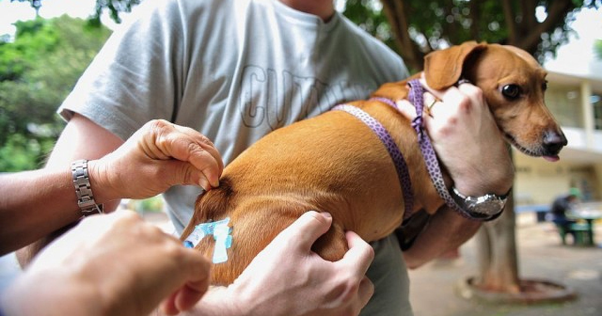 Santana de Parnaíba anuncia vacinação contra raiva