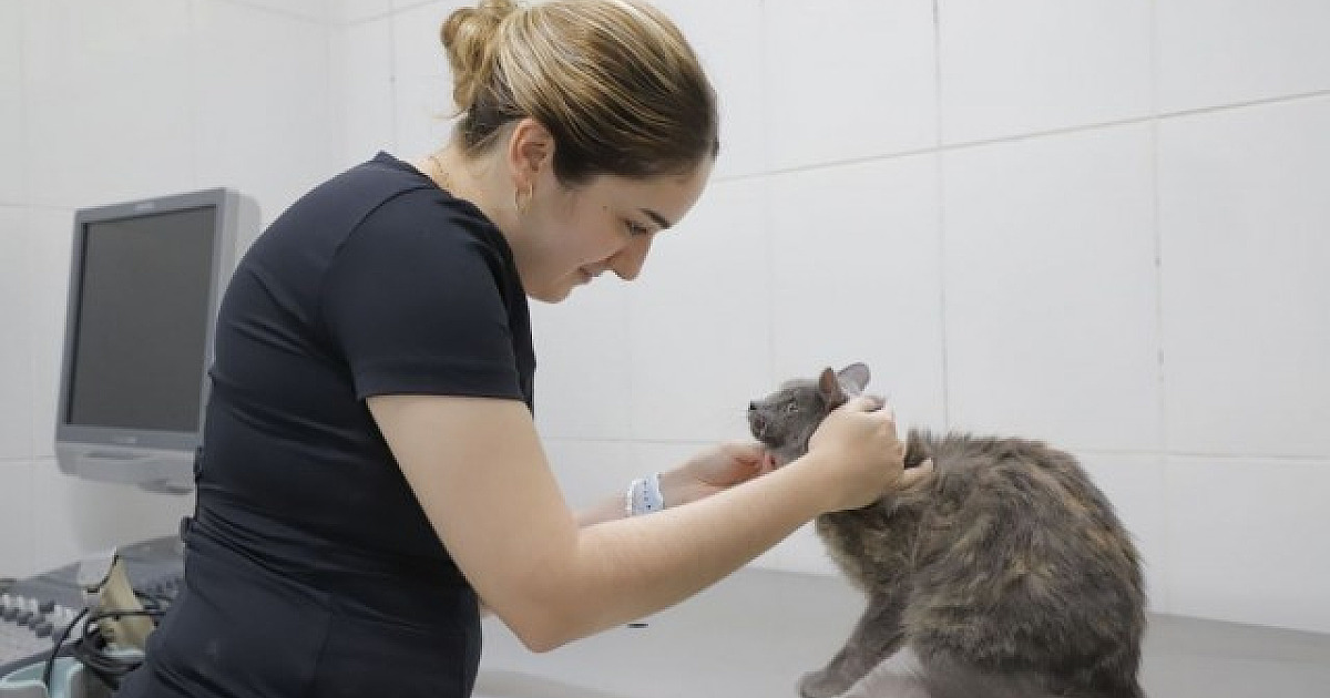Agendamento para castração de pets em Barueri será aberto nesta quarta-feira (7)