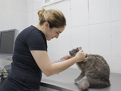 Agendamento para castração de pets em Barueri será aberto nesta quarta-feira (7)
