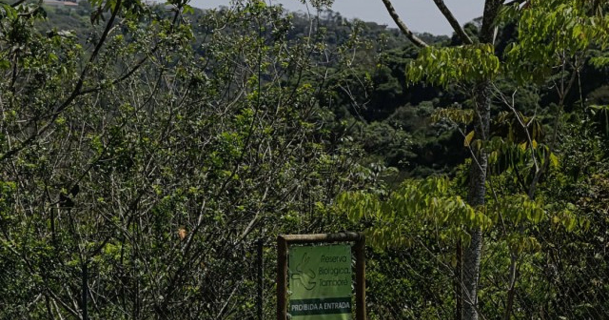 Telas de alambrado em torno da Reserva Tamboré serão substituídas por gradis de ferro