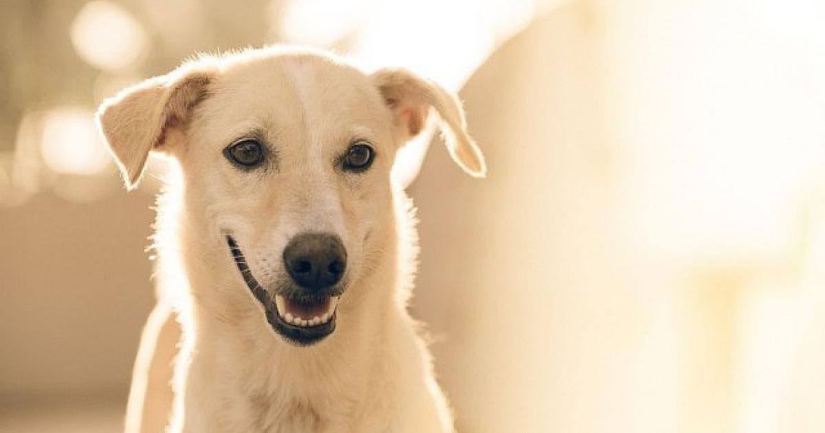 Confira as feiras de adoção de animais neste fim de semana em Alphaville