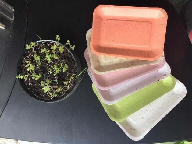 Presidiárias transformam coroas de abacaxi em pratos e talheres na Colômbia