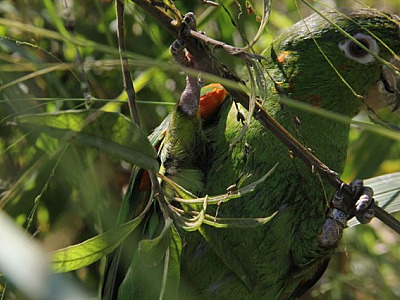 Com observação de pássaros, evento "Vem Passarinhar" acontecerá no dia 30 em Aldeia da Serra