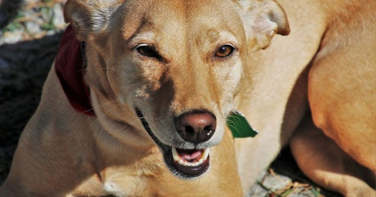 Parque Ecológico em Alphaville recebe feira de adoção de pets neste fim de semana