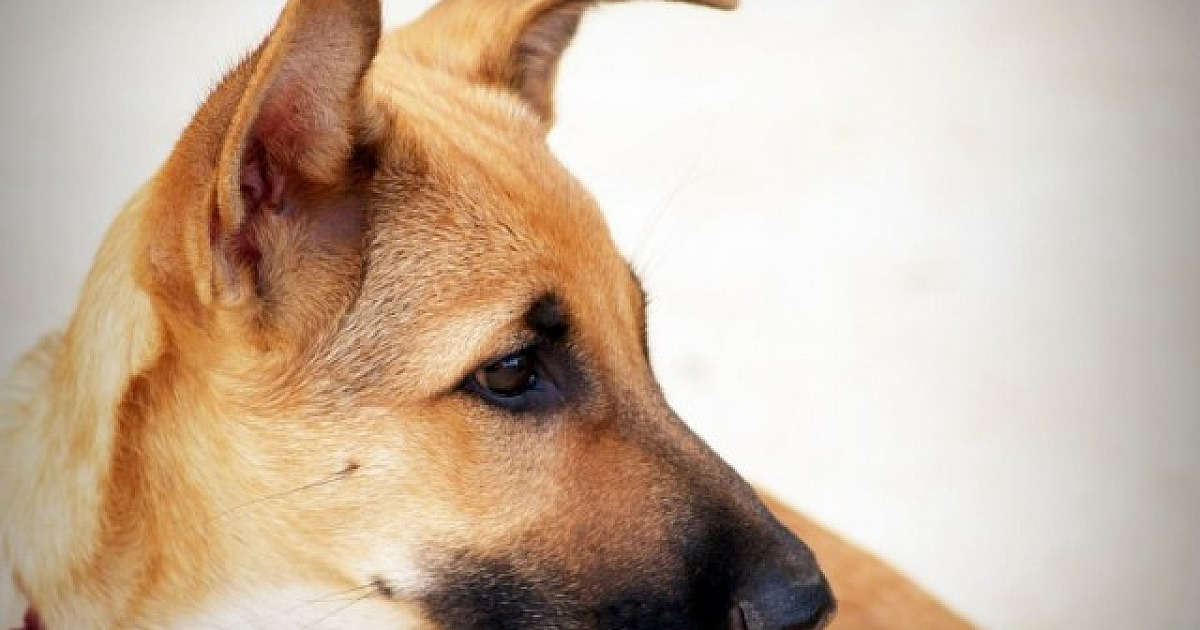 Alphaville receberá cinco feiras de adoção de pets em setembro