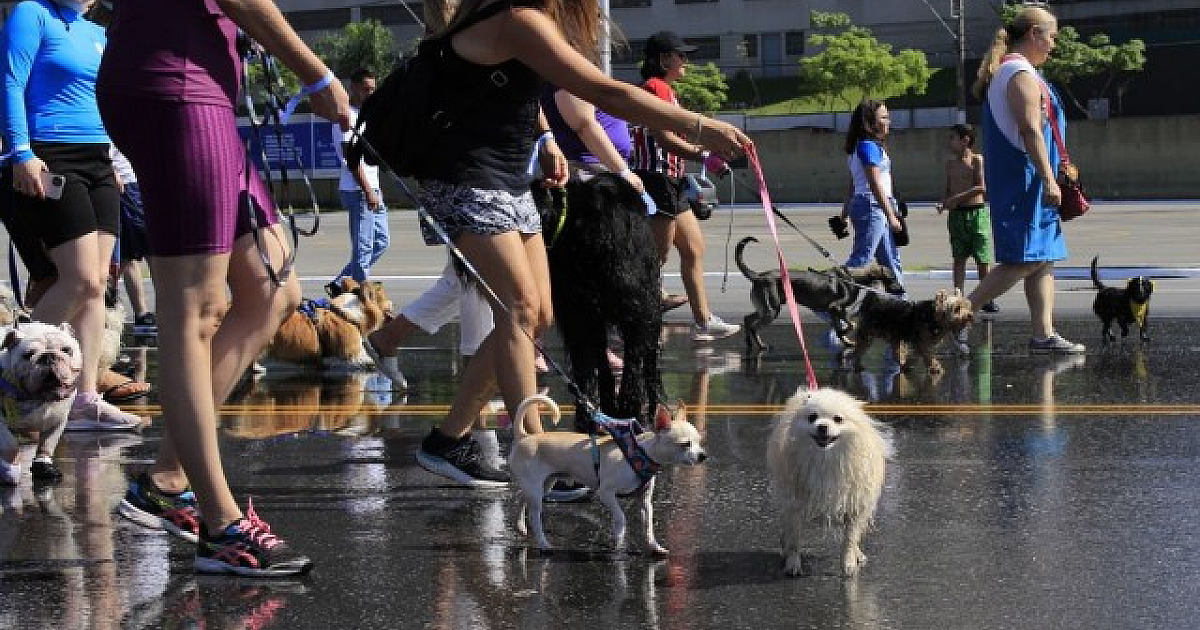 Parque Dom José em Barueri terá mais uma edição da cãominhada