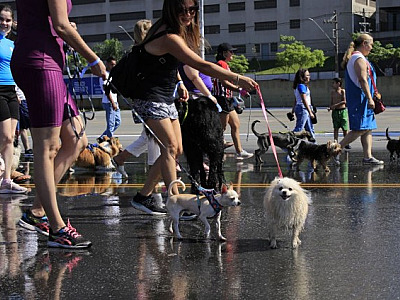 Parque Dom José em Barueri terá mais uma edição da cãominhada