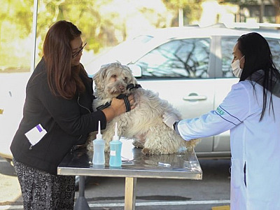 Municípios realizam vacinação contra raiva em cães e gatos
