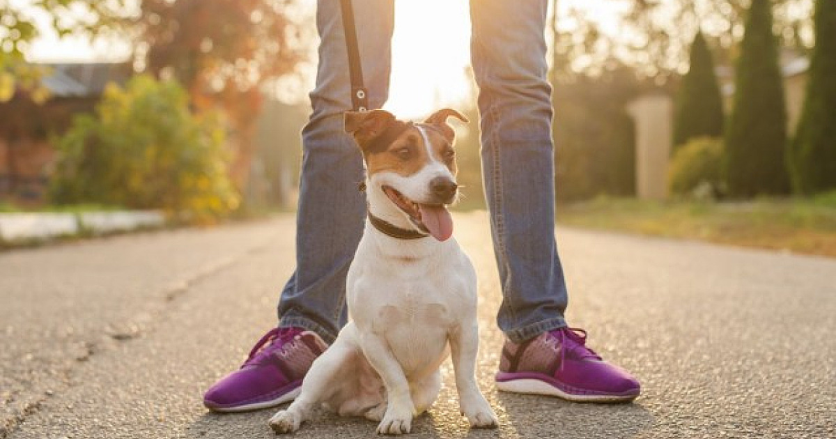 Santana de Parnaíba promoverá  cãominhada no fim de semana