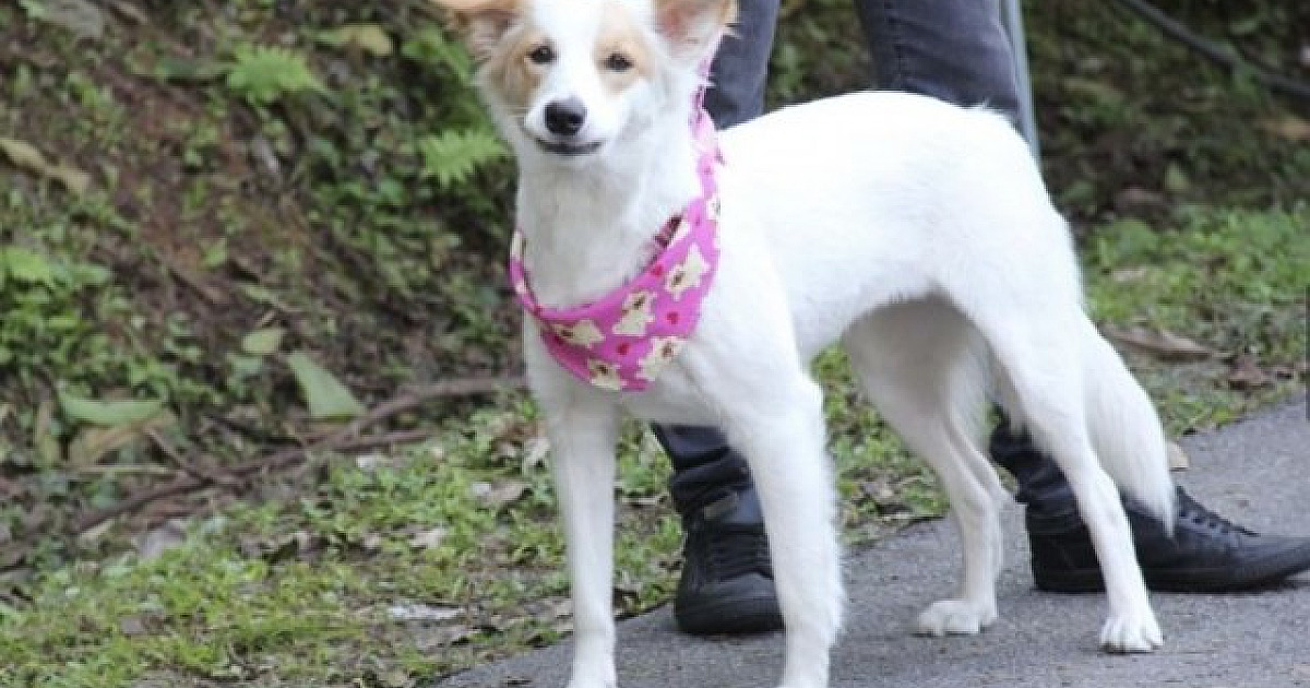 Barueri abrirá agendamento para castração gratuita no dia 5 de julho