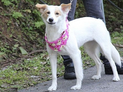 Barueri abrirá agendamento para castração gratuita no dia 5 de julho
