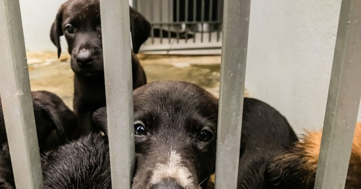 Barueri registra aumento no resgate de animais abandonados