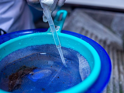 Alphaville e Tamboré registram juntos mais de 50 casos de dengue