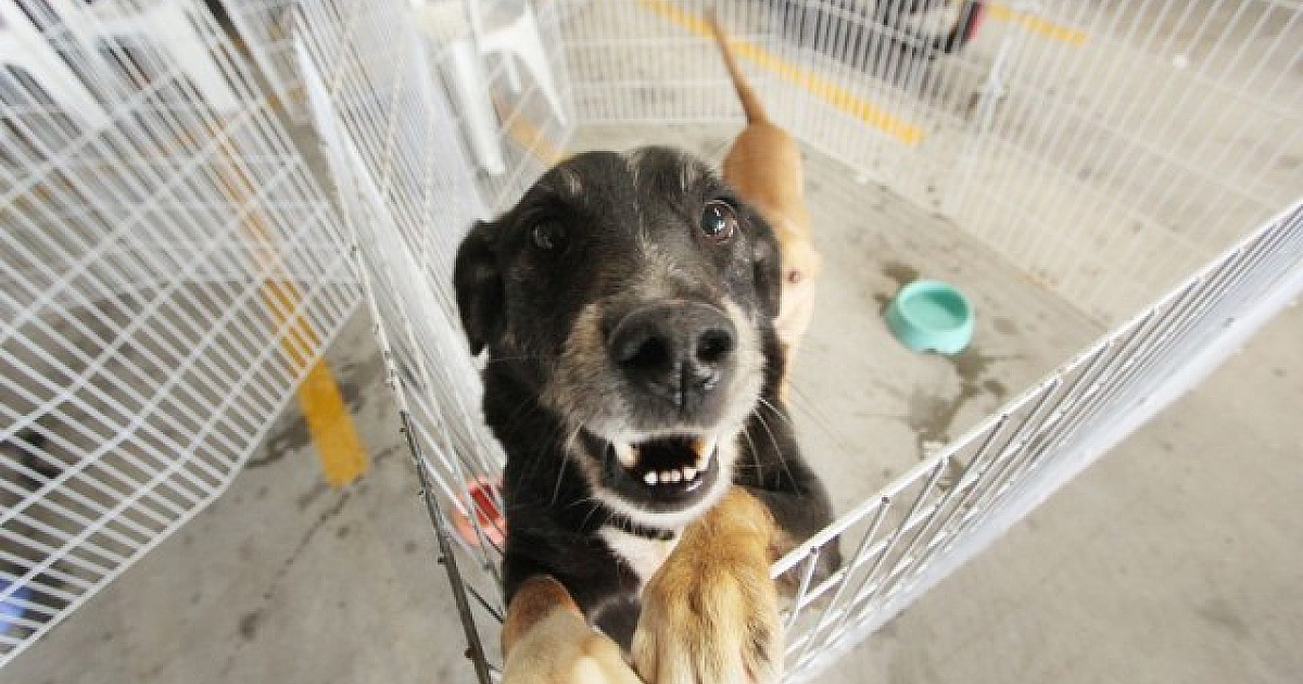 Confira as feiras de adoção de pets em Alphaville em junho