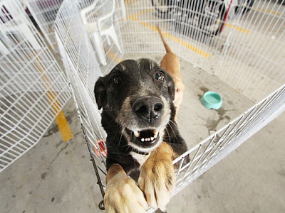 Confira as feiras de adoção de pets em Alphaville em junho