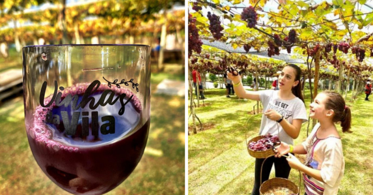 Época de colheita de uva: confira as programações especiais em São Roque