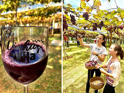 Época de colheita de uva: confira as programações especiais em São Roque