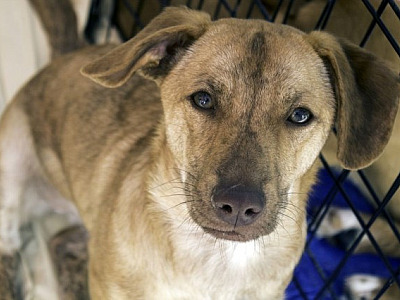 Cepad e SOS Pet Alpha realizam feira de adoção de animais neste fim de semana