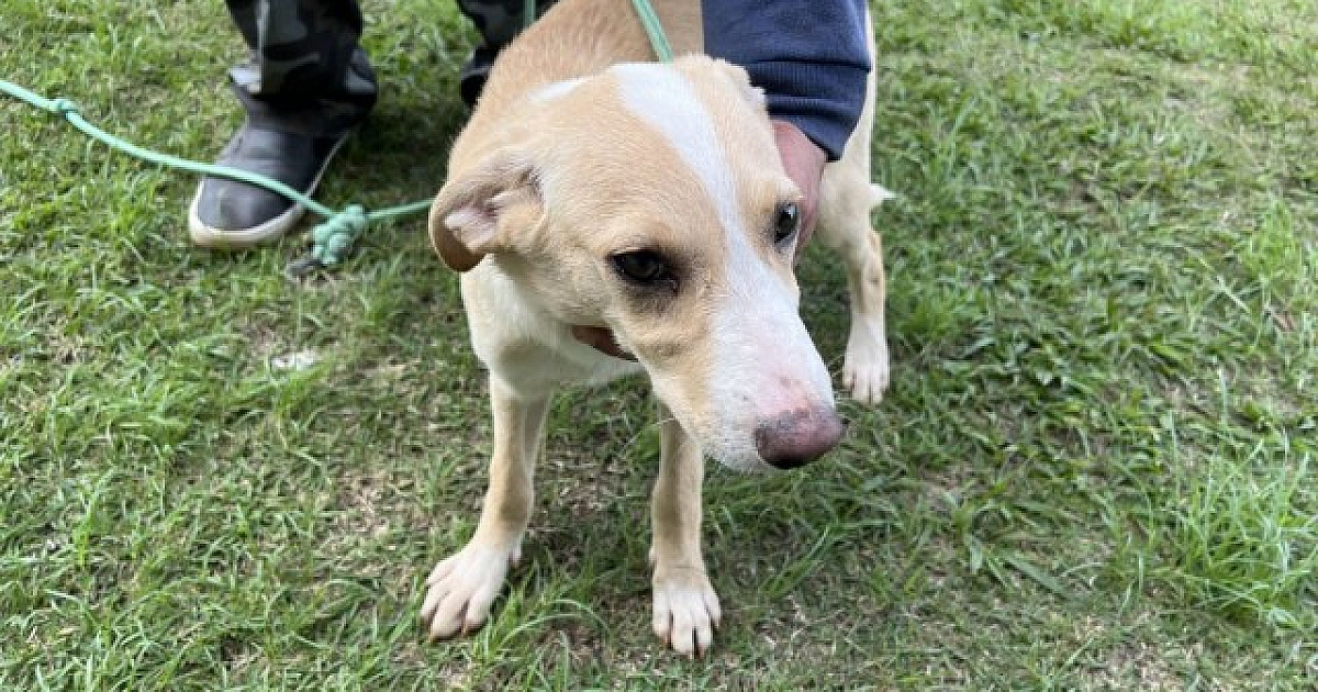 Cinco feiras de adoção de pets acontecerão em Alphaville em fevereiro