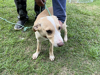 Cinco feiras de adoção de pets acontecerão em Alphaville em fevereiro